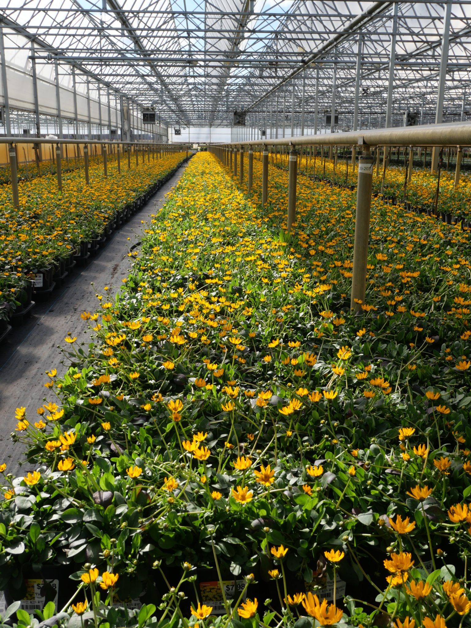 Hampshire Farms Wholesale Greenhouse Illinois